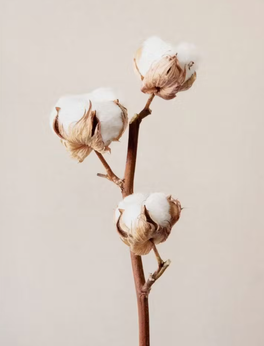 ley verwendet baumwolle und wolle als nachhaltige materialien